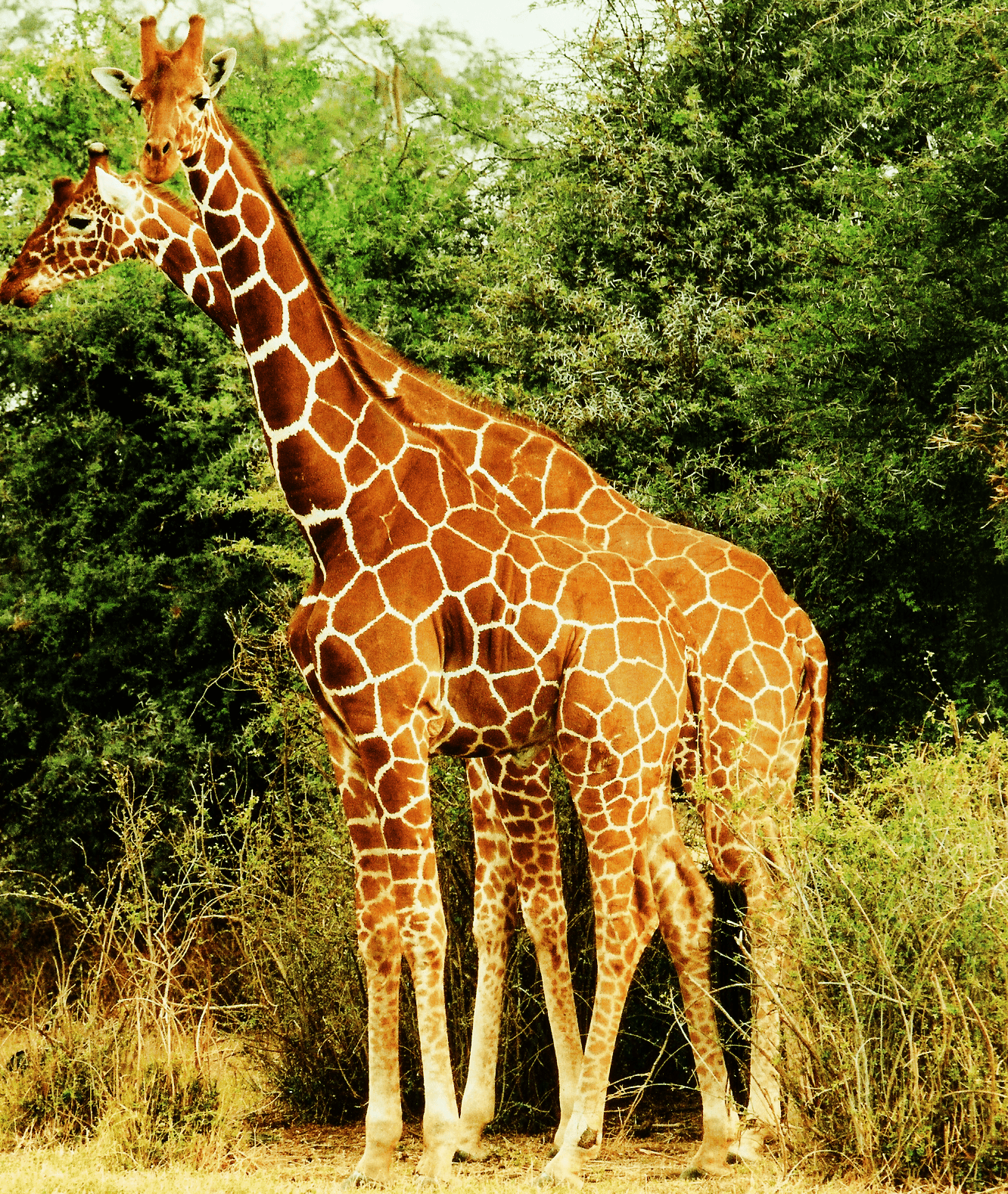 Reticulated-Giraffe