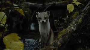Riverbank-Weasel