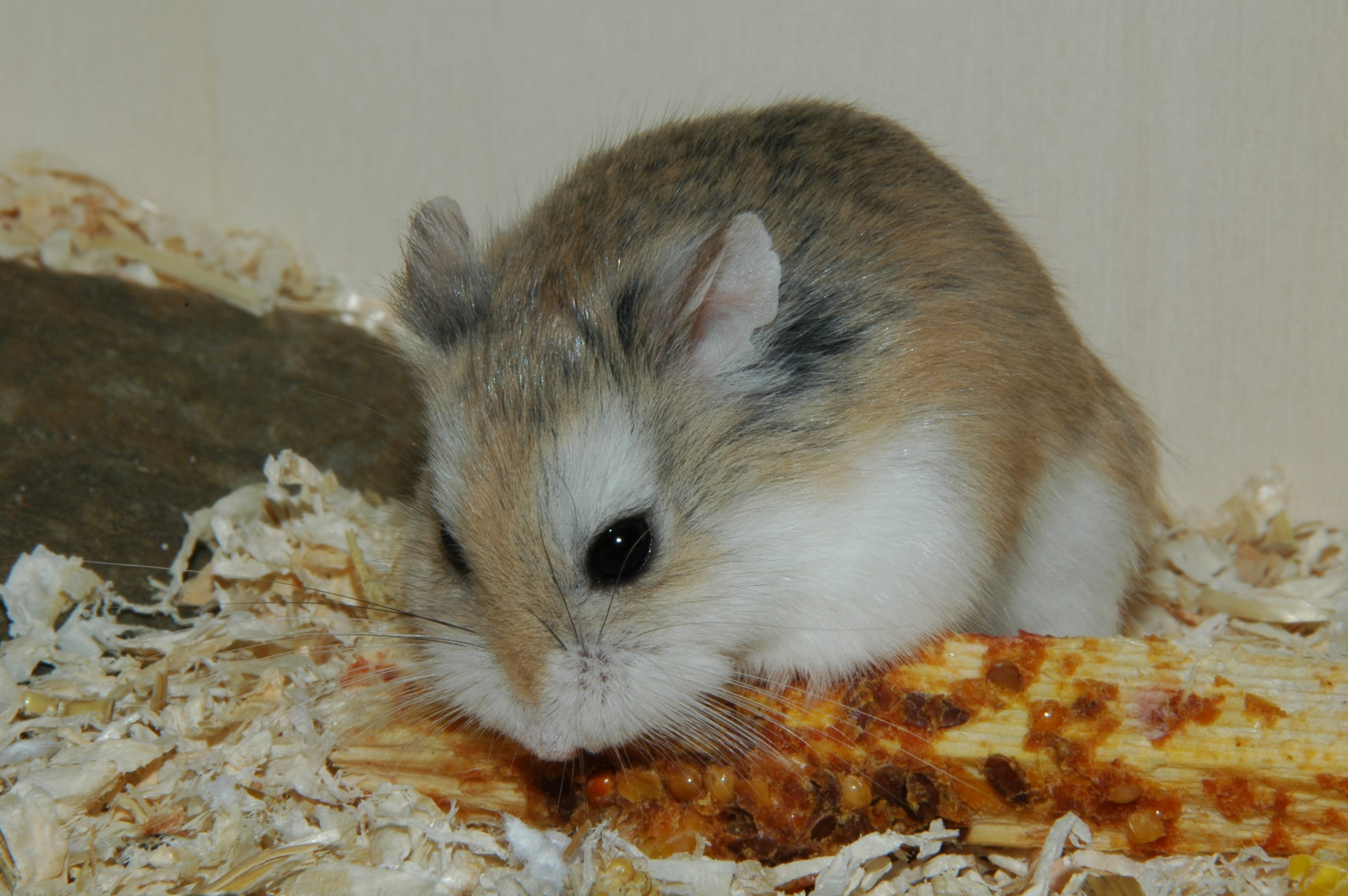 Roborovski-Dwarf-Hamster