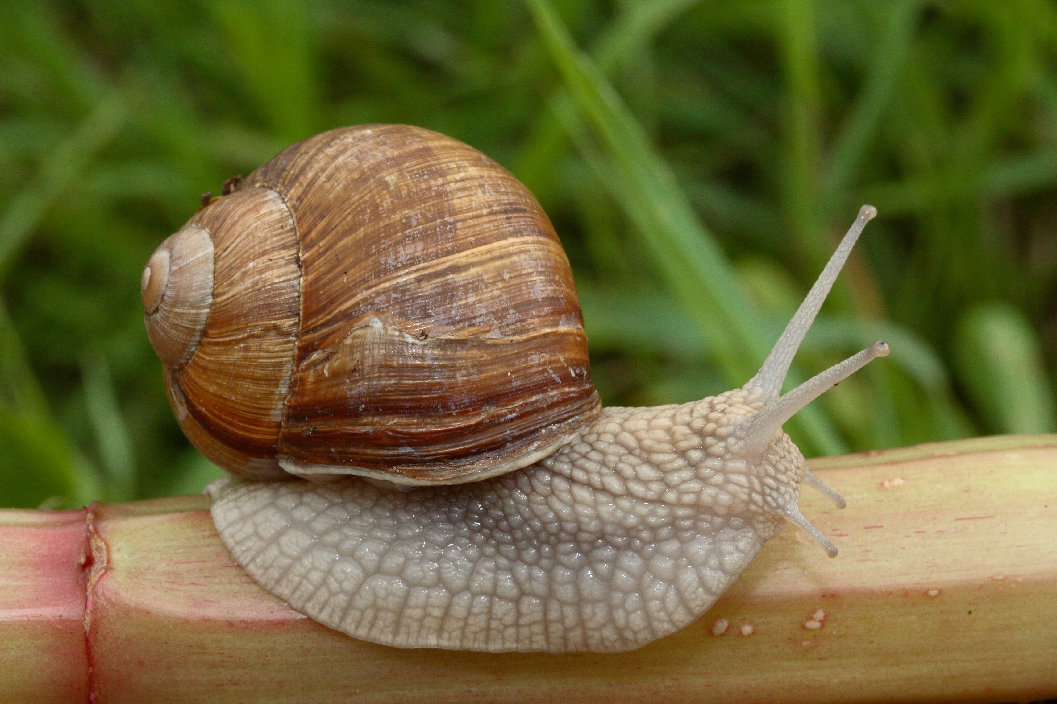 Roman-Snail