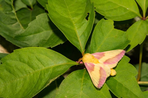 Rosy-Maple-Moth