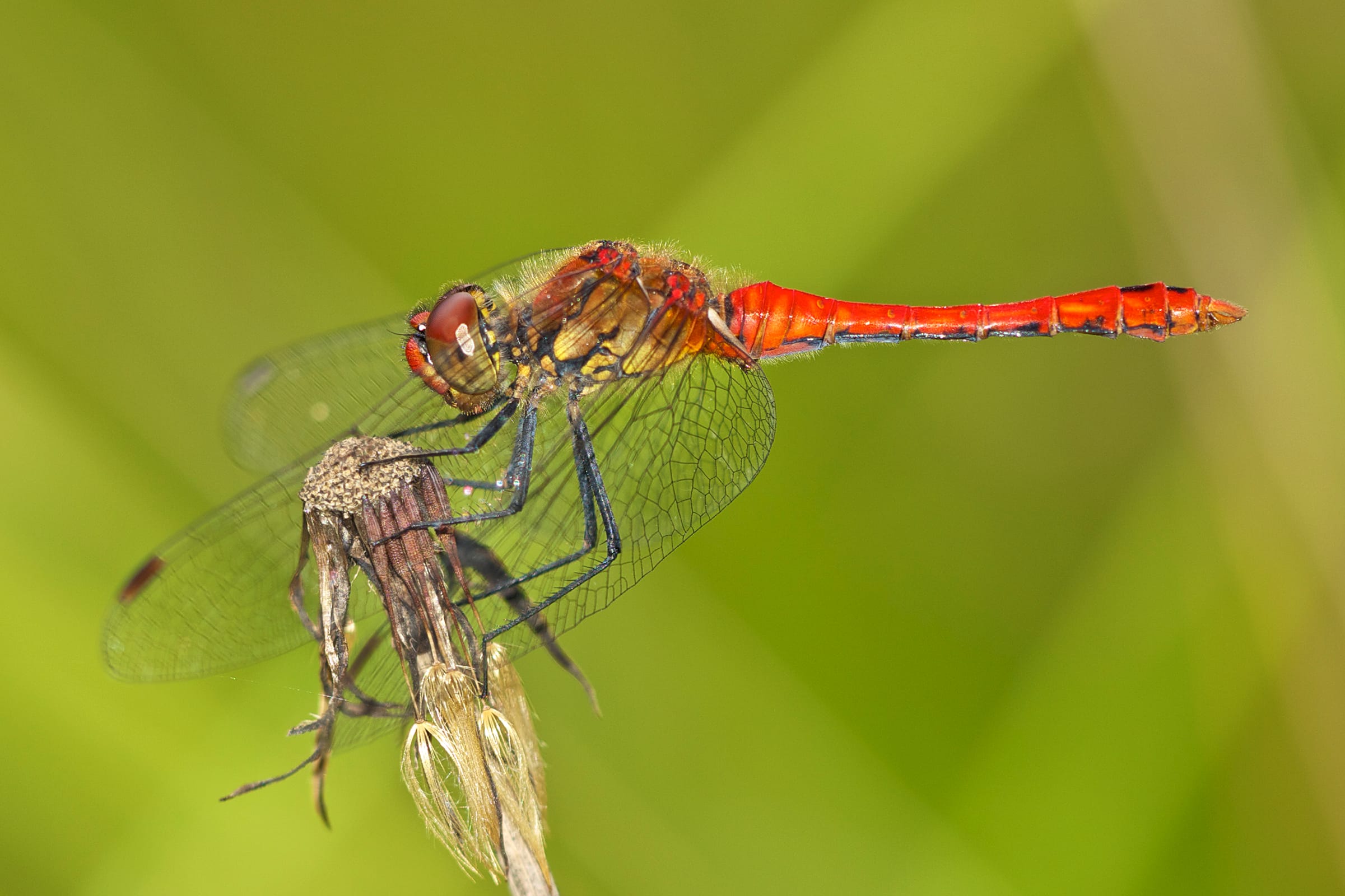 Ruddy-Darter