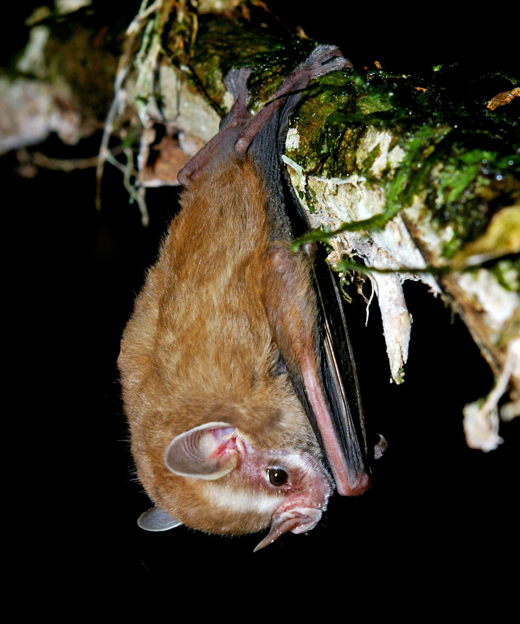 S.-Little-Yellow-eared-Bat