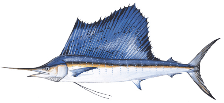 Sailfish