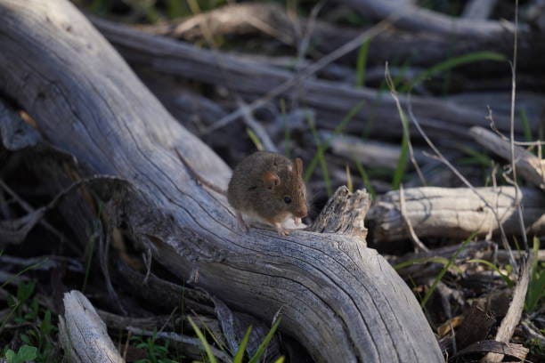 Salt-Marsh-Harvest-Mouse