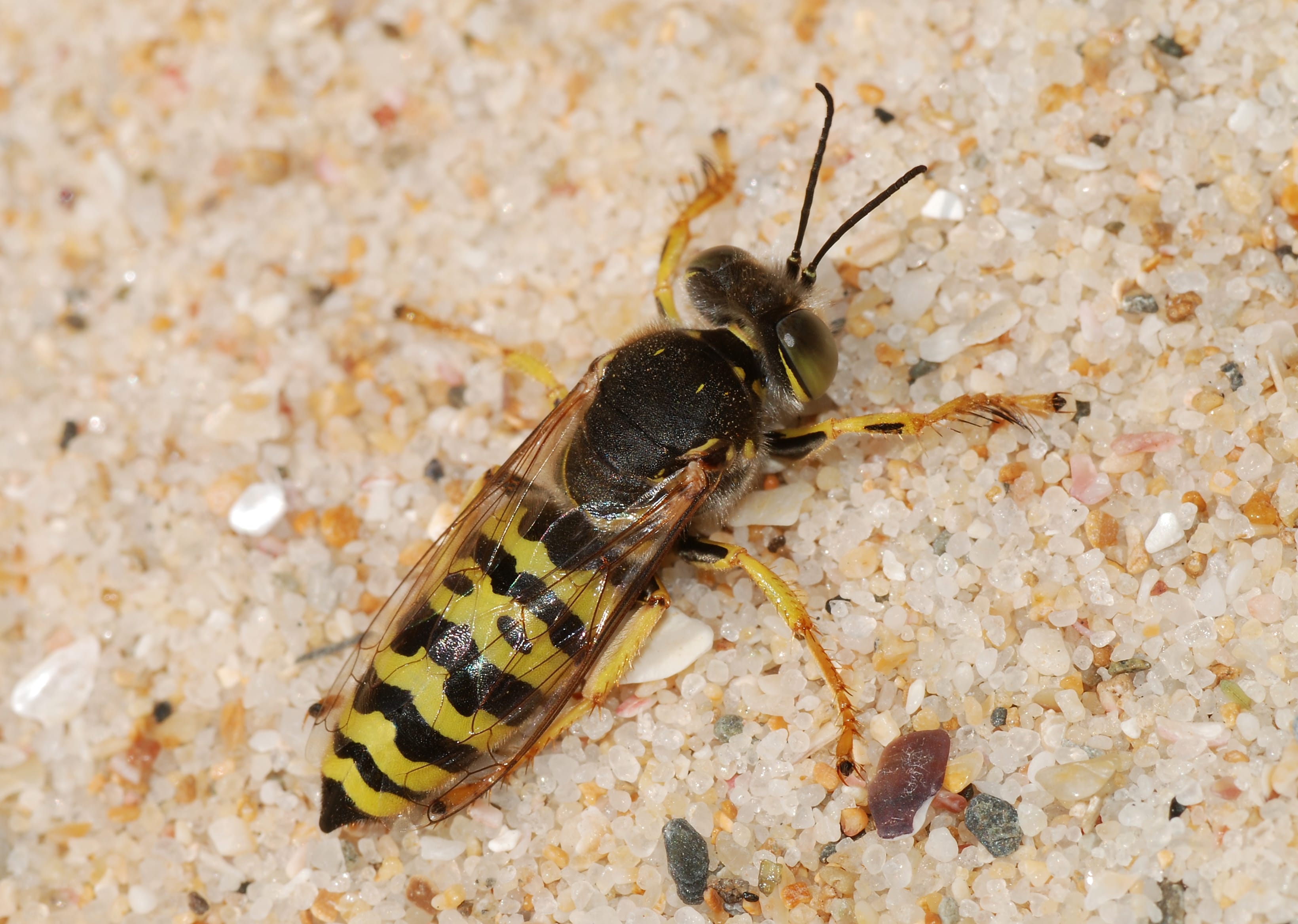 Sand-Wasp