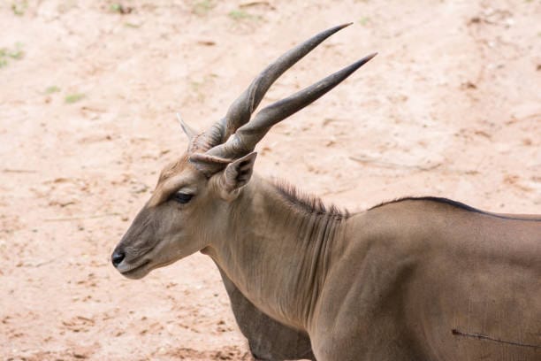 Saola