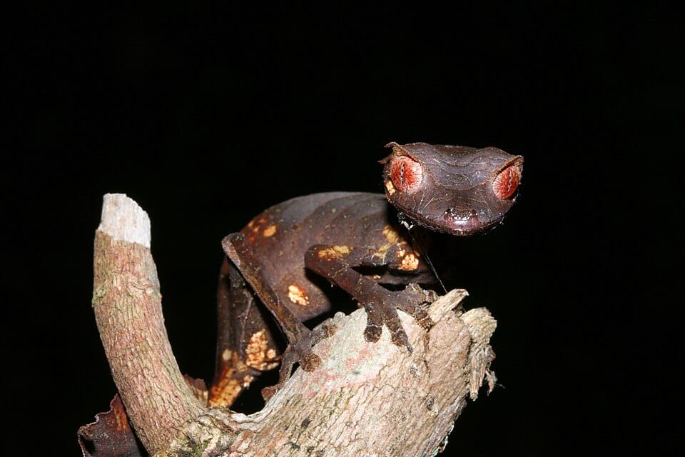 Satanic-Leaf-tailed-Gecko