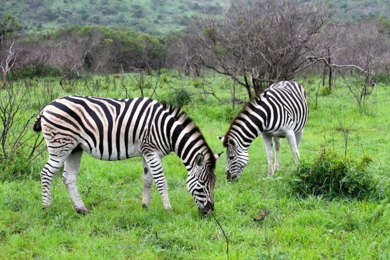 Selous-Zebra