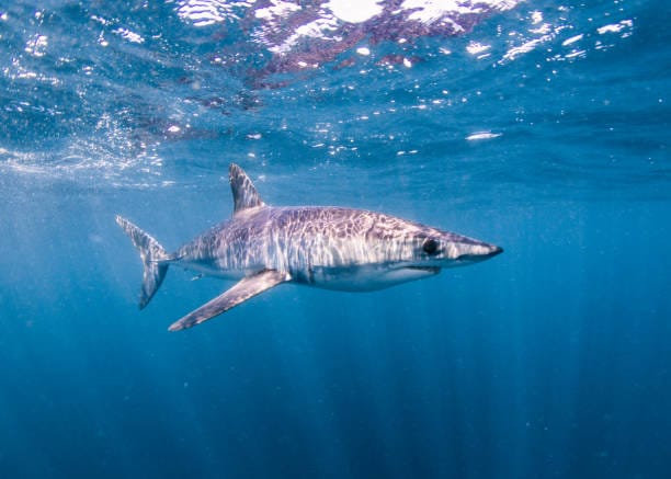 Shortfin-Mako-Shark