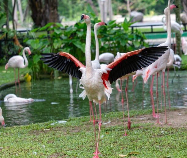 Siamese-Flamingo