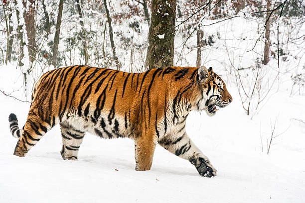 Siberian-Tiger