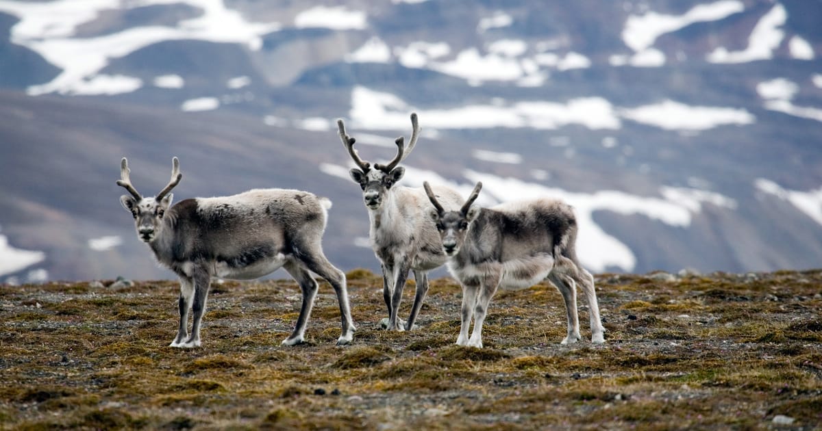 Siberian-Tundra-Reindeer