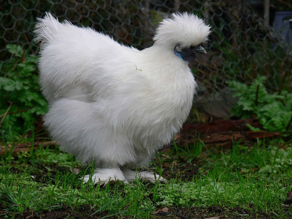 Silkie-Bantam