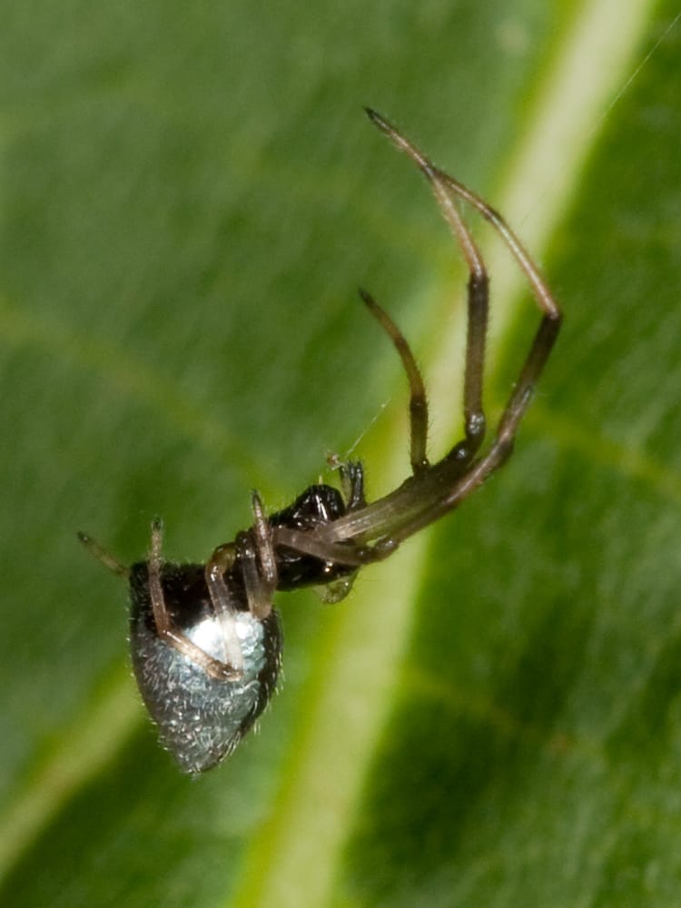 Silver-Dewdrop-Spider