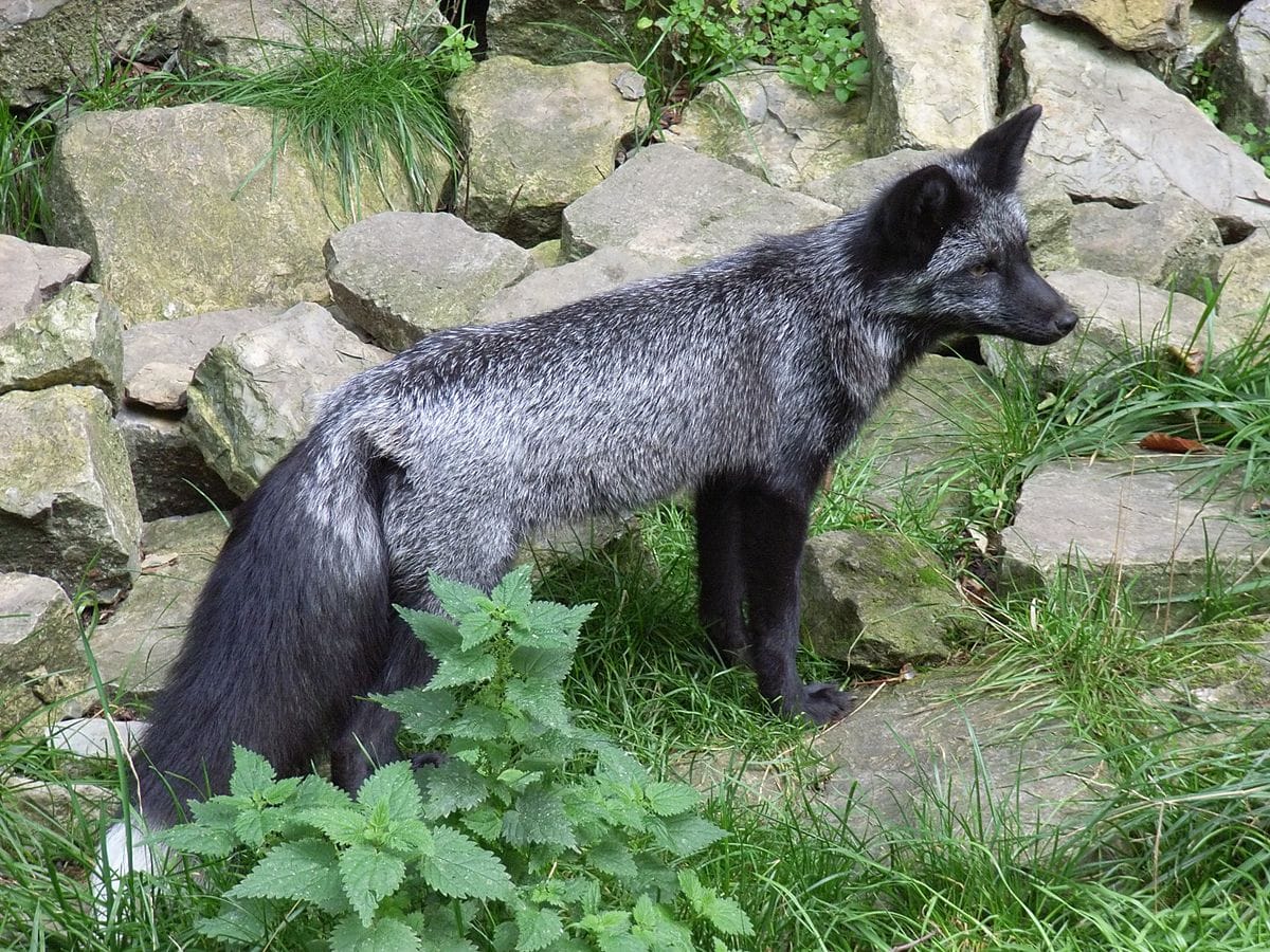 Silver-Fox