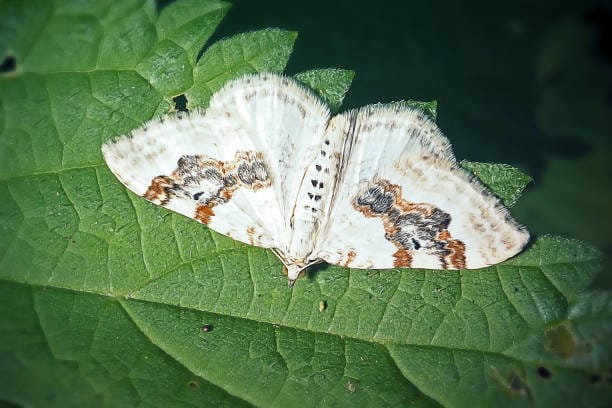 Silver-ground-Carpet