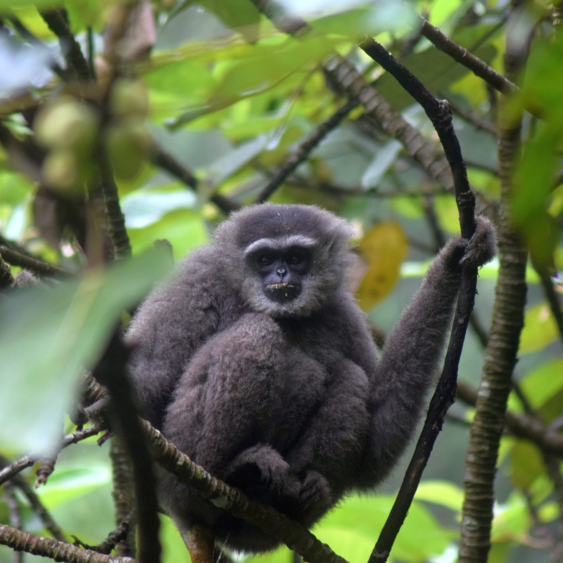 Silvery-Gibbon