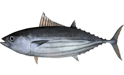 Skipjack-Tuna