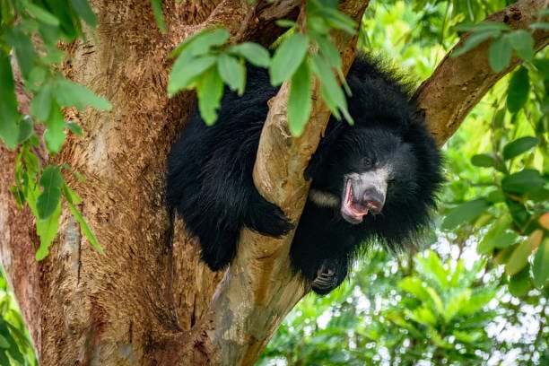 Sloth-Bear