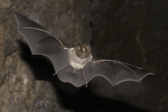 Smoky-Bat