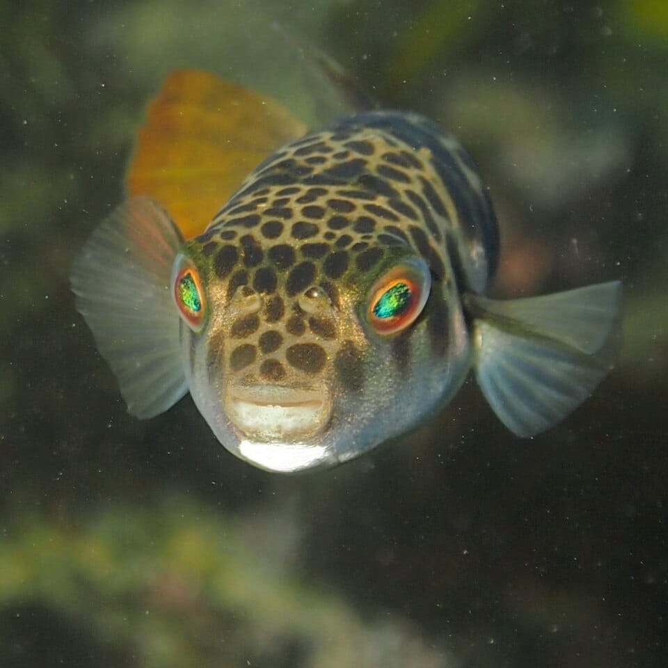 Smooth-Pufferfish