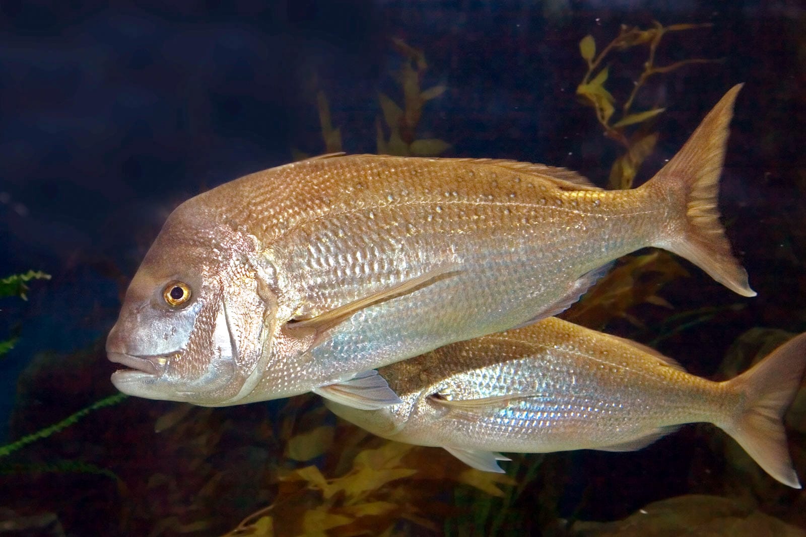 Snapper1