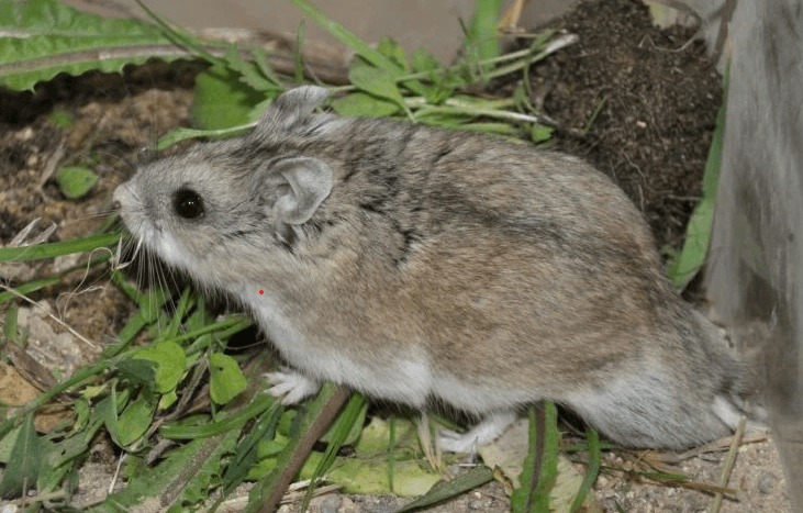 Sokolovs-Dwarf-Hamster