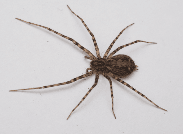 Sombrero-Spider