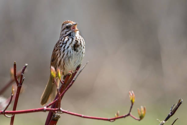 Song-Sparrow