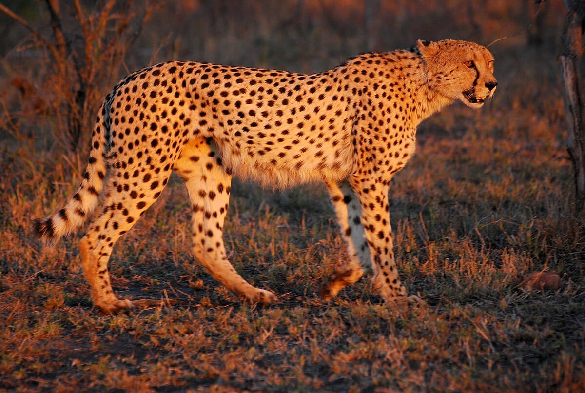South African Cheetah
