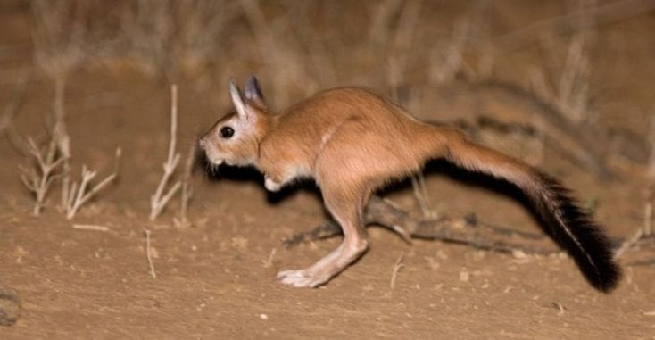 South-African-Springhare