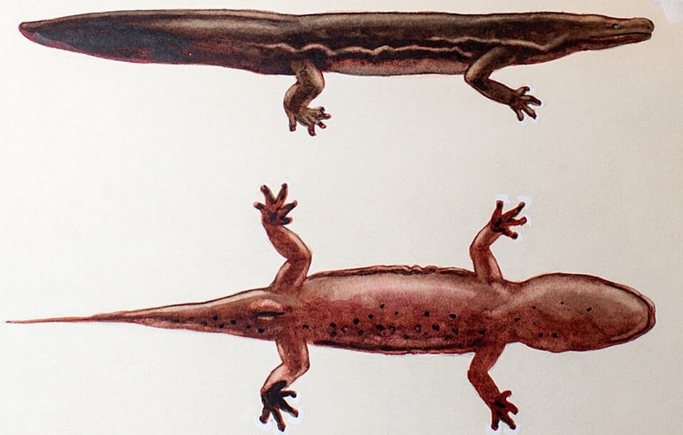 South-China-Giant-Salamander