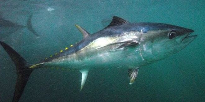 Southern-Bluefin-Tuna
