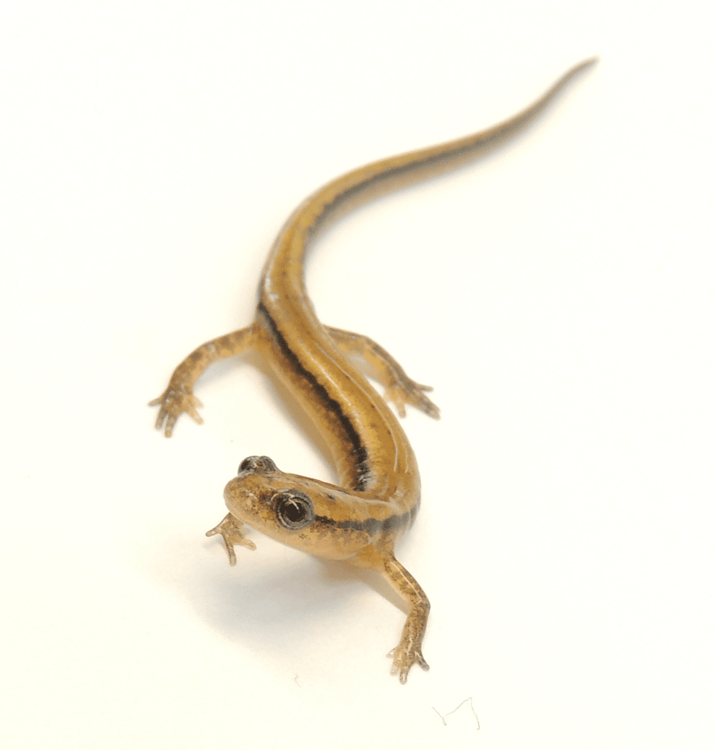 Southern-Two-lined-Salamander