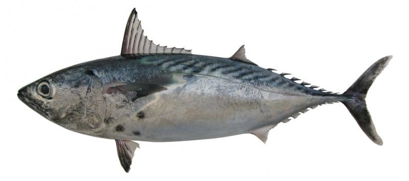 Spanish-Mackerel