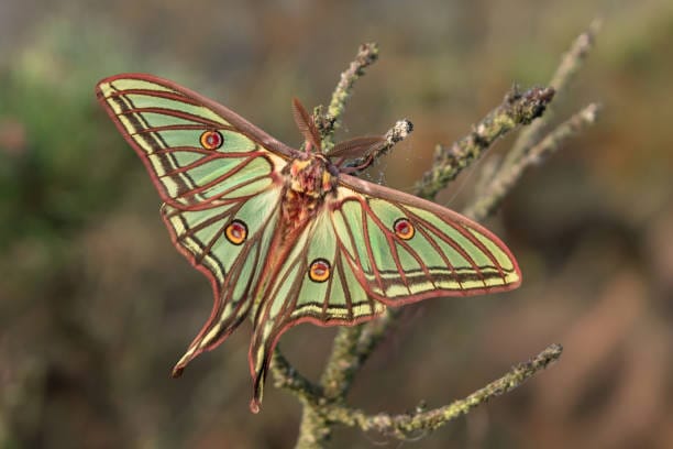 Spanish-Moon-Moth