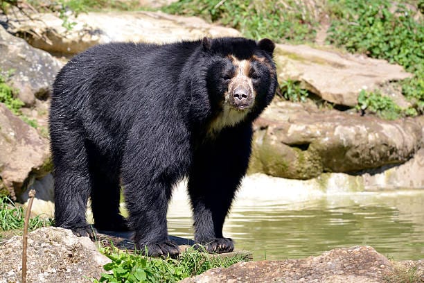 Spectacled-Bear