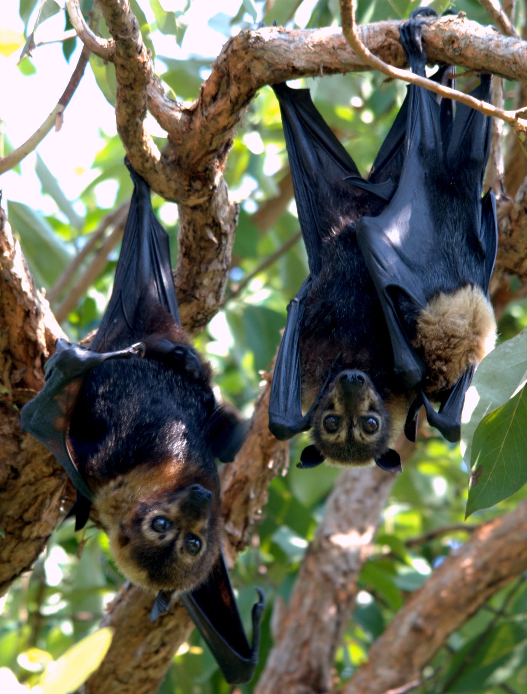 Spectacled-Flying-Fox