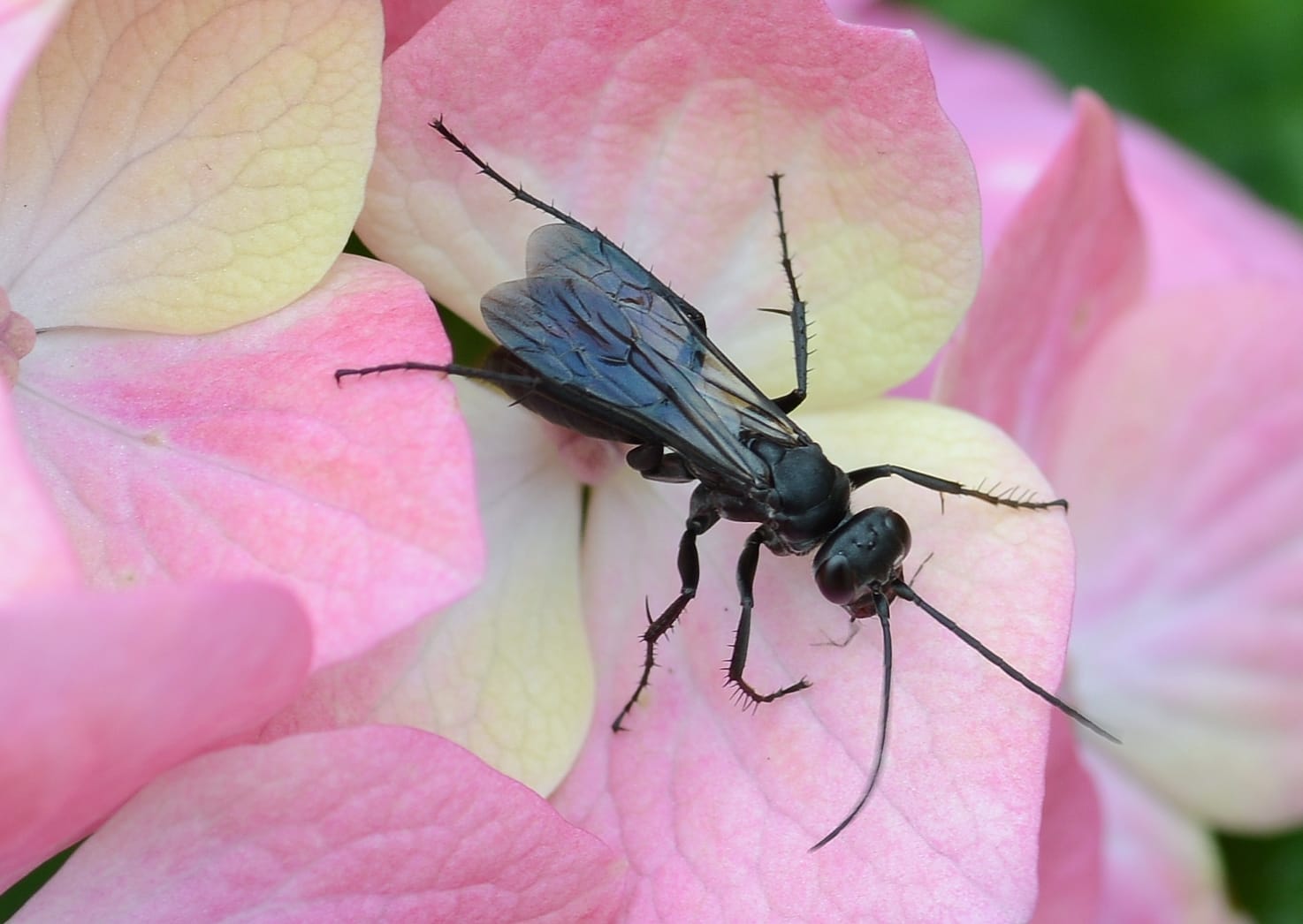 Spider-Wasp