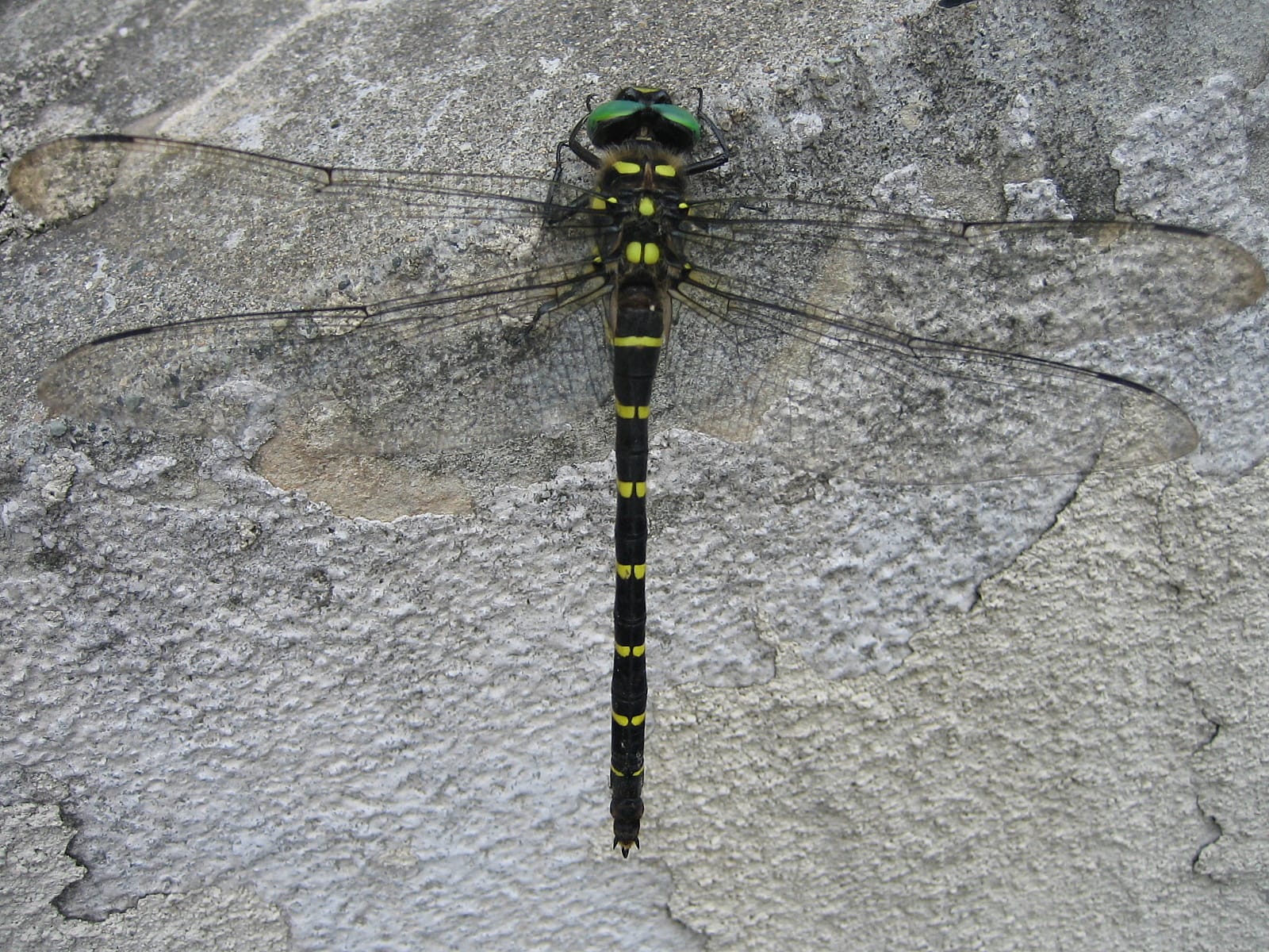 Spiketail-Dragonfly
