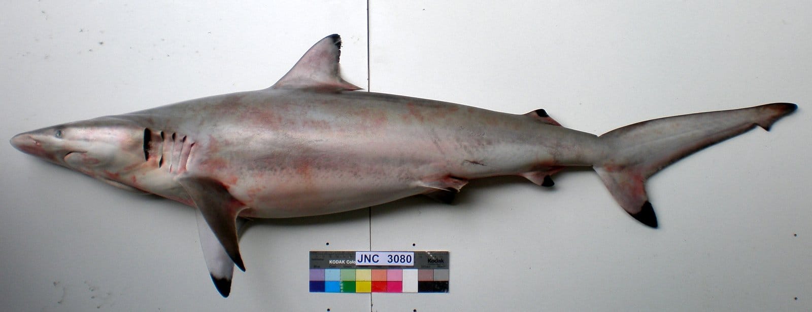 Spinner-Shark
