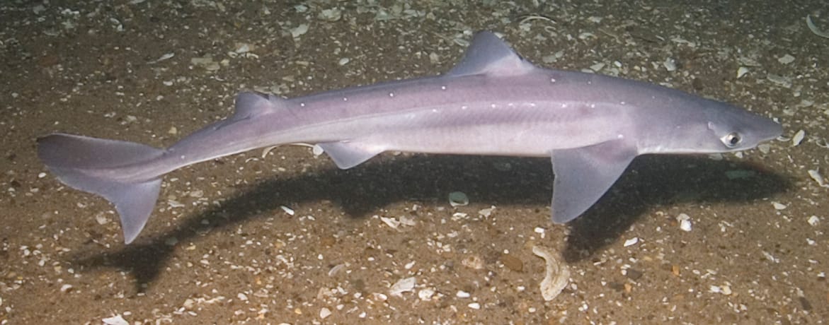 Spiny-Dogfish