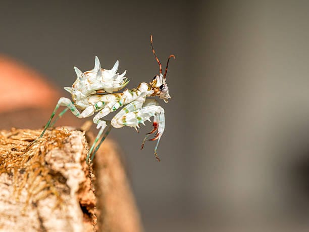 Spiny-Flower-Mantis