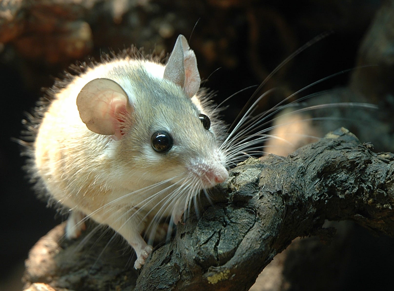 Spiny-Mouse