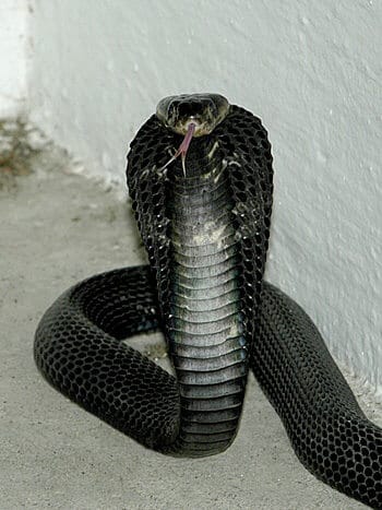 Spitting-Cobra