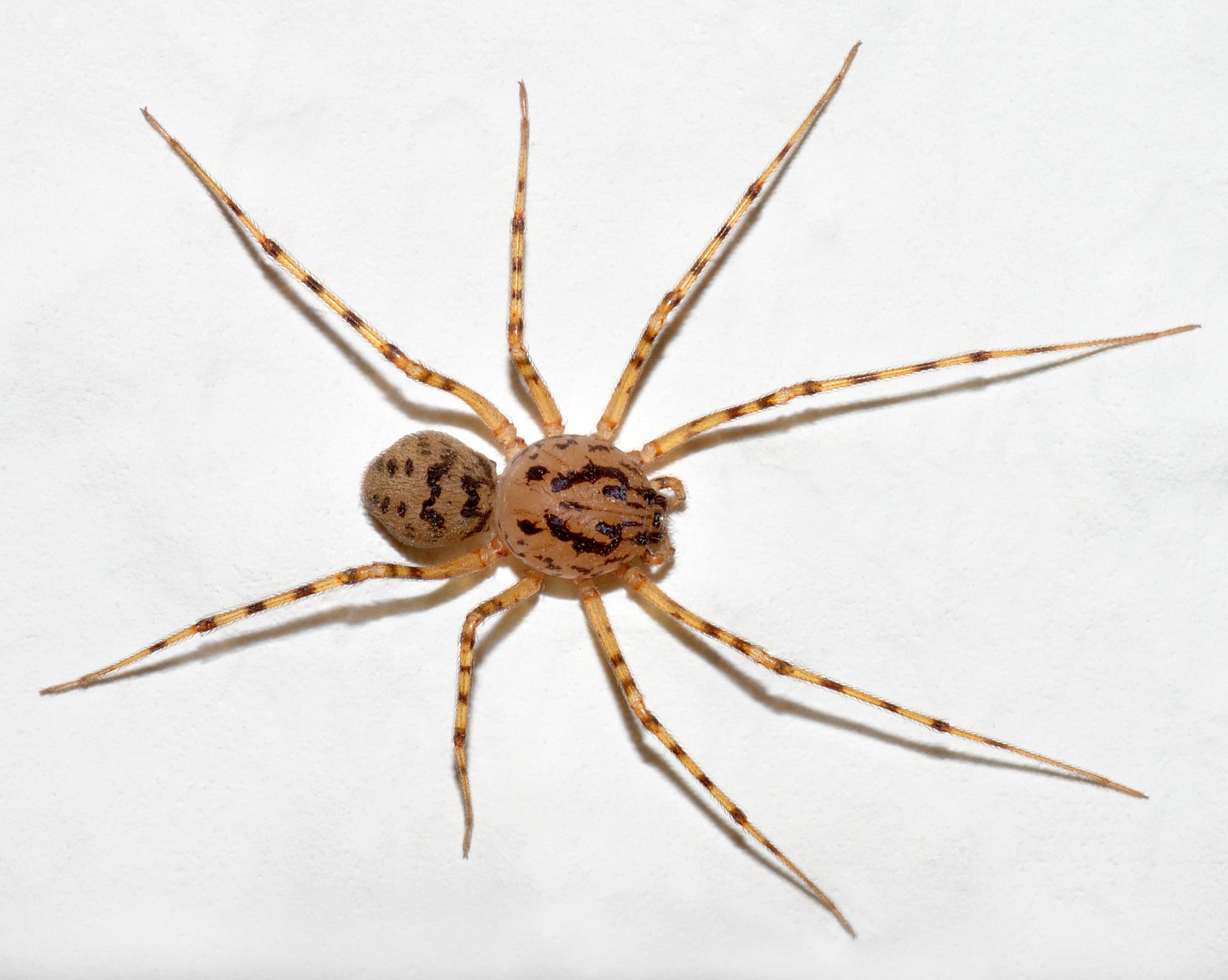 Spitting-Spider