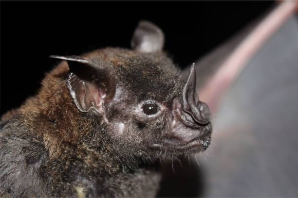 Split-nosed-Bat