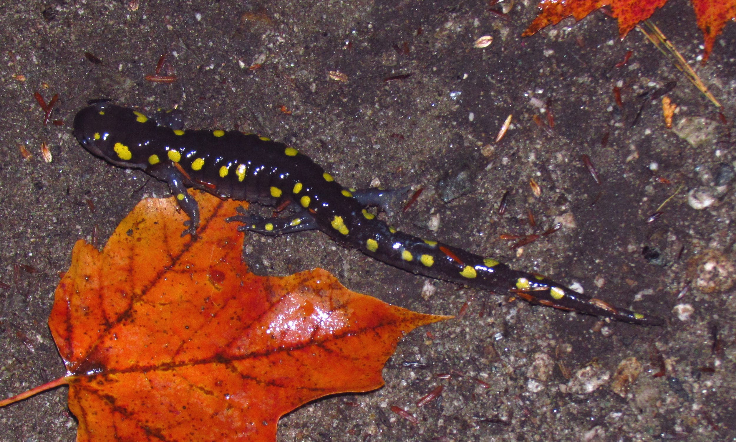 Spotted-Salamander