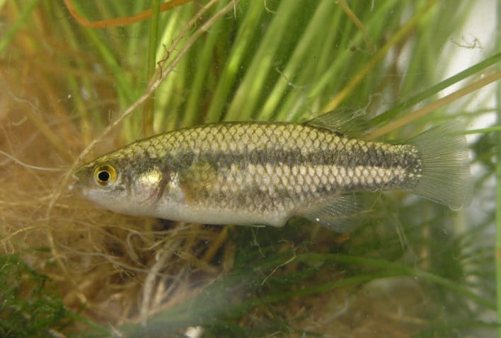Springfish